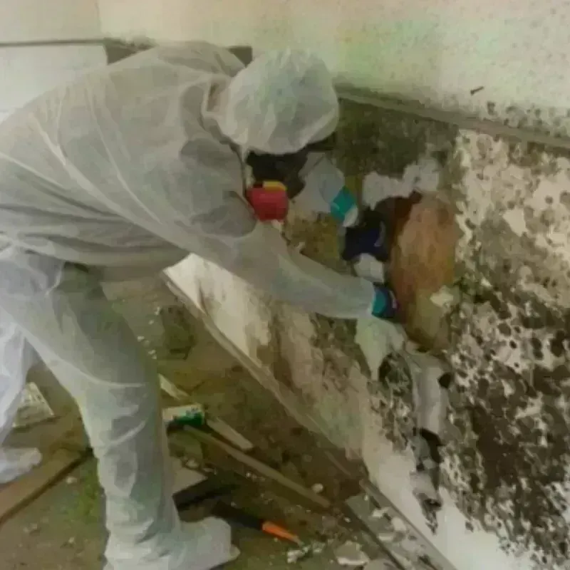 Mold Remediation and Removal in Palmyra, PA